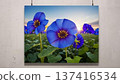 Morning glory (blue) 137416534