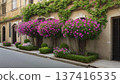 Bougainvillea 137416535