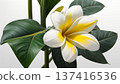 Plumeria 137416536