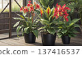 Canna 137416537