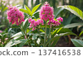 Salvia 137416538