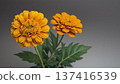 Marigold  137416539