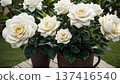 Gardenia 137416540