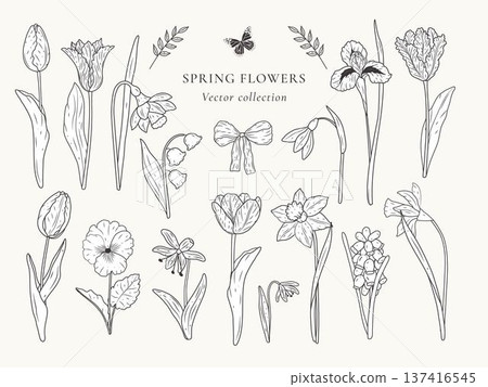 Hand drawn botanical collection with tulips irises daffodils and snowdrops. Elegant floral line art elements with butterflies and ribbons. Garden spring flower set for wedding design. Hand drawn botanical collection with tulips irises daffodils and snowdrops. Elegant floral line art elements with butterflies and ribbons. Garden spring flower set for wedding design. 137416545