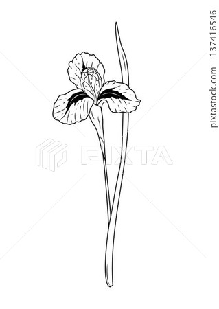 Hand drawn iris flower sketch in elegant line art style. Minimalist botanical illustration isolated on white. Detailed garden blossom for wedding invitations floral logos and organic branding. Hand drawn iris flower sketch in elegant line art style. Minimalist botanical illustration isolated on white. Detailed garden blossom for wedding invitations floral logos and organic branding. 137416546