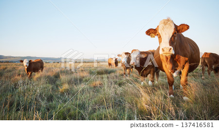 Livestock, sustainable and herd of cattle on a farm in the countryside for eco friendly environment. Agriculture, animals and cows for meat, dairy or beef trade production industry in a grass field. Livestock, sustainable and herd of cattle on a farm in the countryside for eco friendly environment. Agriculture, animals and cows for meat, dairy or beef trade production industry in a grass field. 137416581