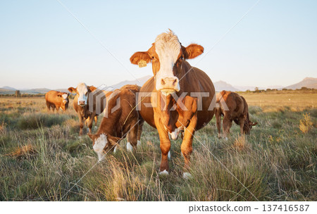 Nature, livestock and cows on a farm in countryside for eco friendly agriculture environment. Sustainable, animals and herd of cattle for meat, dairy or beef trade production industry in grass field. Nature, livestock and cows on a farm in countryside for eco friendly agriculture environment. Sustainable, animals and herd of cattle for meat, dairy or beef trade production industry in grass field. 137416587