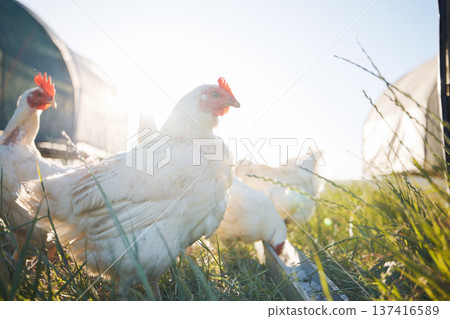 Agriculture, nature and sustainability with chicken on farm for food, eggs production and livestock. Nutrition, poultry and health with animals in countryside field for free range and meat industry Agriculture, nature and sustainability with chicken on farm for food, eggs production and livestock. Nutrition, poultry and health with animals in countryside field for free range and meat industry 137416589