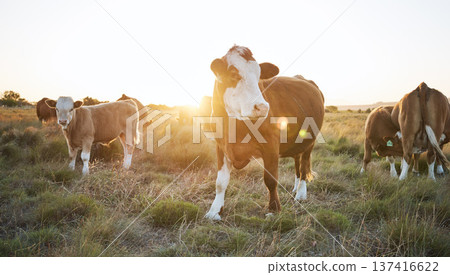 Agriculture, nature and herd of cows on a farm in countryside for eco friendly environment. Sustainable, animals and cattle for livestock meat, dairy or beef trade production industry in grass field. 137416622