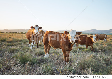 Sustainable, live stock and cows on a farm in the countryside for eco friendly environment. Agriculture, animals and herd of cattle for meat or dairy or beef trade production industry in grass field. Sustainable, live stock and cows on a farm in the countryside for eco friendly environment. Agriculture, animals and herd of cattle for meat or dairy or beef trade production industry in grass field. 137416635