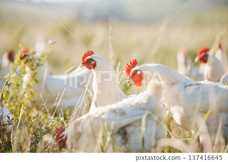 Agriculture, nature and food with chicken on farm for sustainability, eggs production and livestock. Nutrition, poultry and health with animals in countryside field for free range and meat industry Agriculture, nature and food with chicken on farm for sustainability, eggs production and livestock. Nutrition, poultry and health with animals in countryside field for free range and meat industry 137416645