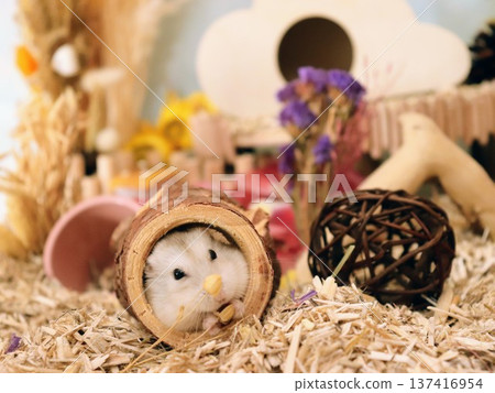 Munching hamster Munching hamster 137416954