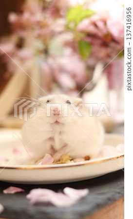 Bring spring, smiling hamster Bring spring, smiling hamster 137416956