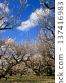 A landscape with plum blossoms: Soga Plum Grove in full bloom 137416983