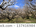 A landscape with plum blossoms: Soga Plum Grove in full bloom 137416984