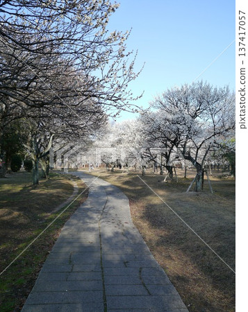 陽光下的梅花 陽光下的梅花 137417057