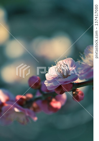 Plum blossoms in the sunlight 137417080
