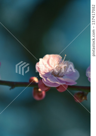 Plum blossoms in the sunlight Plum blossoms in the sunlight 137417082