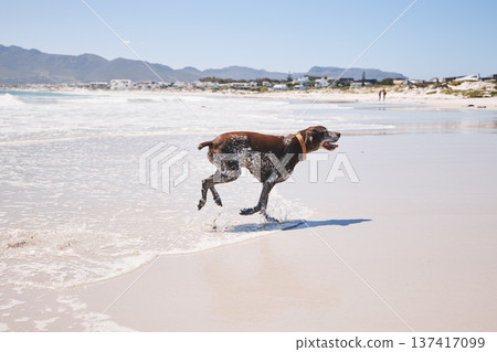 Dog, animal and running outdoor at the beach in summer for fun, freedom and vacation. A pet playing in water at sea on holiday with health, wellness and energy for exercise or walk in nature Dog, animal and running outdoor at the beach in summer for fun, freedom and vacation. A pet playing in water at sea on holiday with health, wellness and energy for exercise or walk in nature 137417099