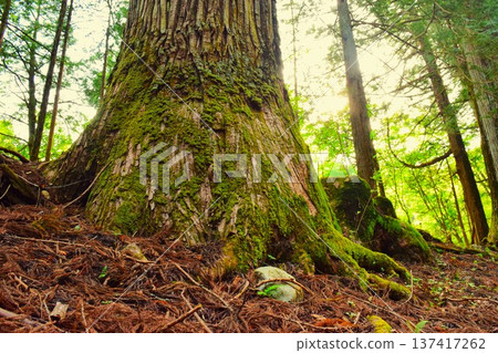 森林中一棵長滿苔蘚的大樹的樹幹底部，陽光透過樹葉灑下（栃木縣日光市） 137417262