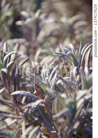 Winter early morning park scenery and frost pillars 137417629