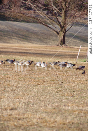 Birds in the park on a winter morning 137417731