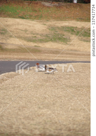 Birds in the park on a winter morning 137417734