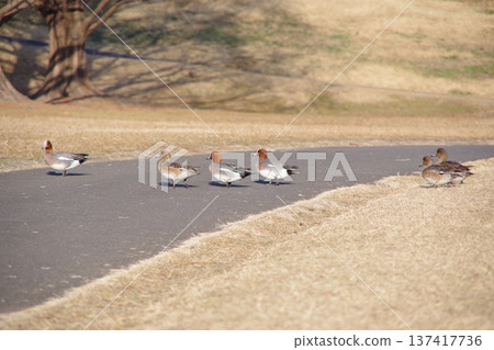Birds in the park on a winter morning 137417736