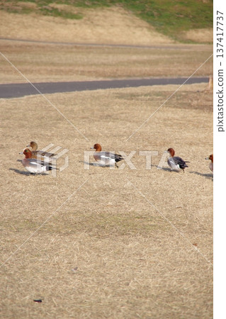 Birds in the park on a winter morning 137417737