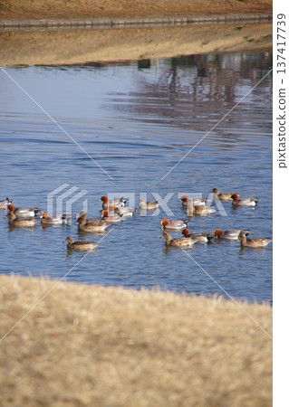 Birds in the park on a winter morning 137417739
