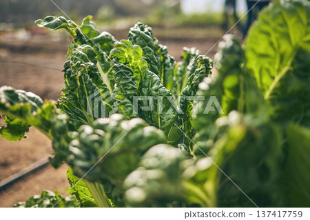 Spinach, vegetable and green, agriculture and sustainability with harvest and agro business. Closeup, farming and fresh product or produce with food, nutrition and wellness, eco friendly and nature Spinach, vegetable and green, agriculture and sustainability with harvest and agro business. Closeup, farming and fresh product or produce with food, nutrition and wellness, eco friendly and nature 137417759