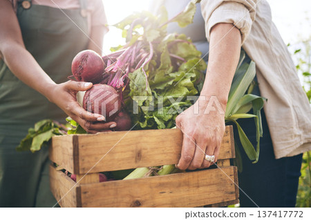 Women, hands and beetroot harvest with help, box and teamwork at agro job, product or food supply chain. People together, farming and organic crops for sustainability, check and eco friendly garden Women, hands and beetroot harvest with help, box and teamwork at agro job, product or food supply chain. People together, farming and organic crops for sustainability, check and eco friendly garden 137417772