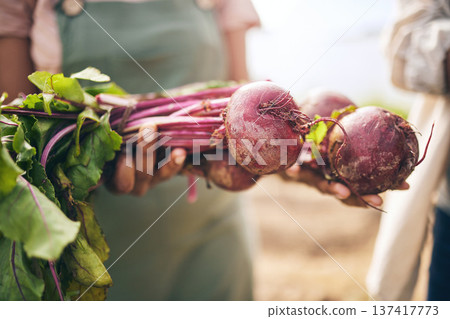 Radish, vegetables and farming, sustainability and closeup with harvest and agro business. Food, agriculture and gardening, farmer person with fresh product or produce with nutrition and wellness Radish, vegetables and farming, sustainability and closeup with harvest and agro business. Food, agriculture and gardening, farmer person with fresh product or produce with nutrition and wellness 137417773