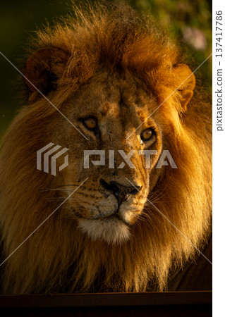 Close-up of male lion lying tilting face 137417786