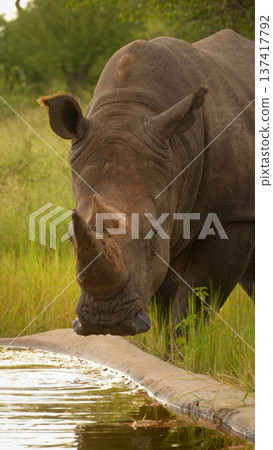 Close-up of white rhino standing by trough 137417792