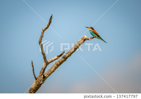 European bee-eater at end of dead branch 137417797