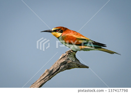 European bee-eater on bough against blue sky 137417798