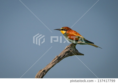 European bee-eater on bough under blue sky 137417799