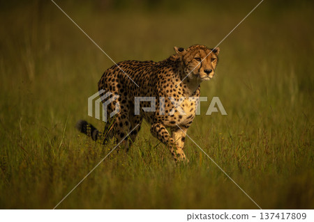 Female cheetah crosses plain in golden light 137417809