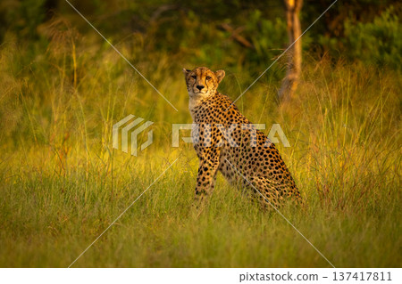 Female cheetah sits watching camera in grassland Female cheetah sits watching camera in grassland 137417811