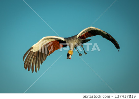 Grey crowned crane flies under blue sky Grey crowned crane flies under blue sky 137417819