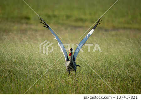 Grey crowned crane lifts wings for take-off 137417821