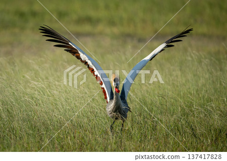 Grey crowned crane takes off from grassland Grey crowned crane takes off from grassland 137417828