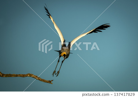 Grey crowned crane taking off from branch 137417829