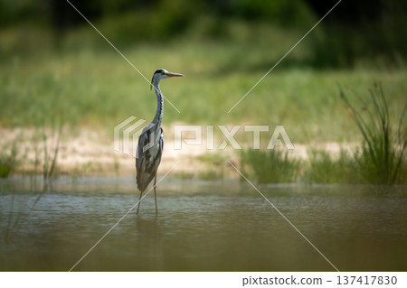 Grey heron stands facing right in waterhole Grey heron stands facing right in waterhole 137417830