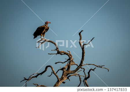 Lappet-faced vulture in profile on dead tree 137417833