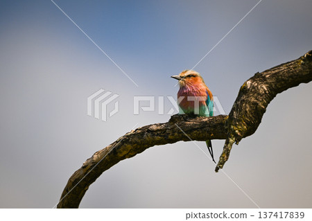Lilac-breasted roller crouches on branch in sunshine 137417839
