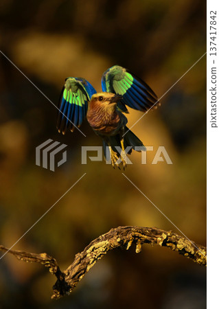 Lilac-breasted roller flies off branch at sunset Lilac-breasted roller flies off branch at sunset 137417842
