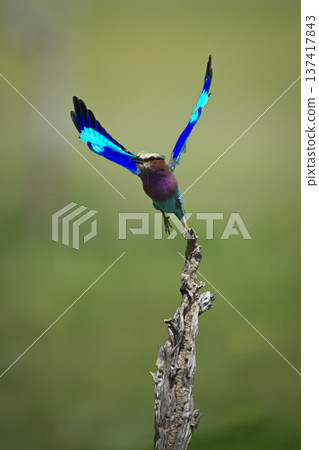 Lilac-breasted roller flies off from gnarled stump Lilac-breasted roller flies off from gnarled stump 137417843