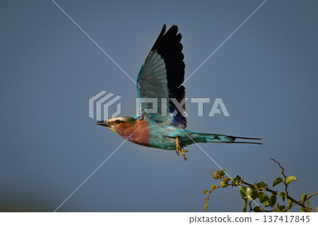 Lilac-breasted roller flies off from leafy bush Lilac-breasted roller flies off from leafy bush 137417845